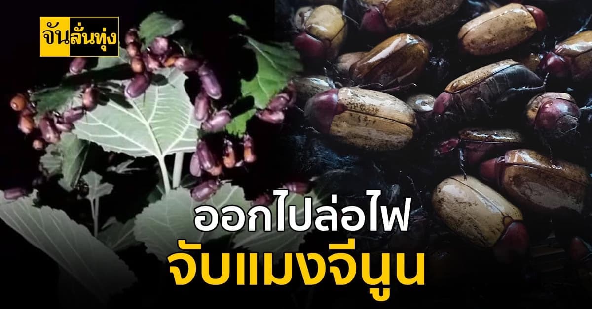 ใกล้เข้าหน้าแล้งแล้ว ออกไปล่อไฟ จับ แมงจีนูน มาขายกันดีกว่า