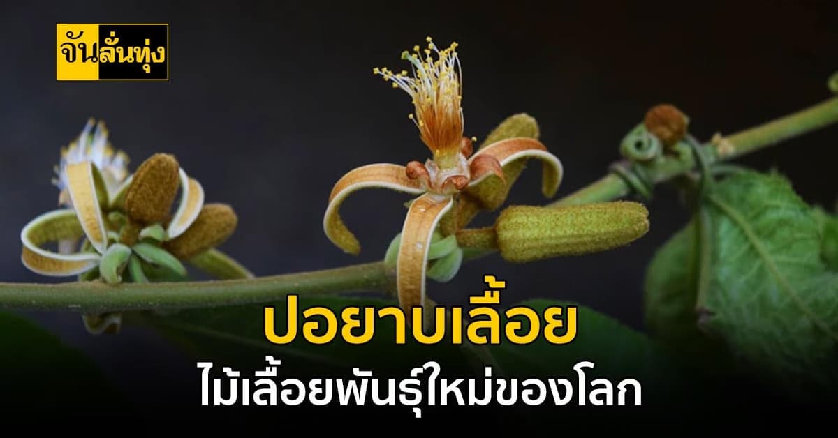เจอแค่ที่ไทย ปอยาบเลื้อย ไม้เลื้อยพันธุ์ใหม่ของโลก มีที่ไทยเท่านั้น