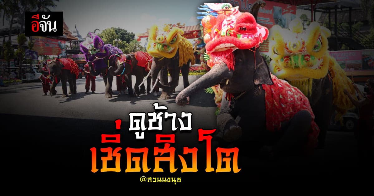 ช้างแสนรู้ เชิ่ดสิงโตอวยพรปีใหม่จีน