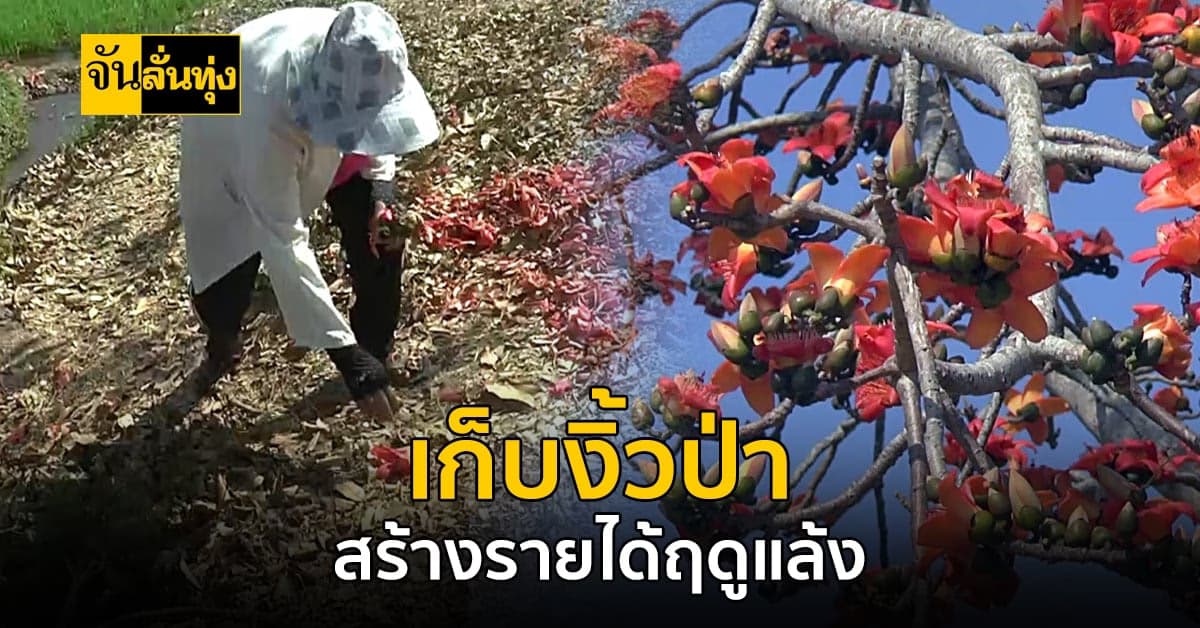 ชาวบ้านเก็บดอกงิ้วป่าขาย สร้างรายได้ดีในช่วงฤดูแล้ง