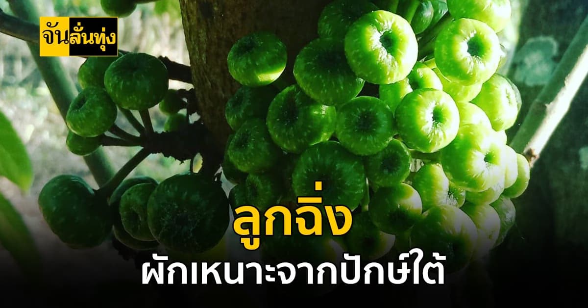 แก้แกงเผ็ดร้อน กิน ลูกฉิ่ง ผักเหนาะจากปักษ์ใต้ ช่วยได้