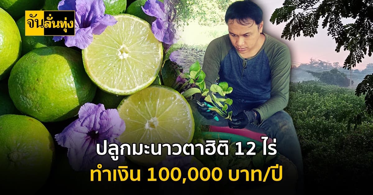 รู้จักไหม มะนาวสายพันธุ์ ตาฮิติ ดูแลง่าย โตไว ให้ผลผลิตดี