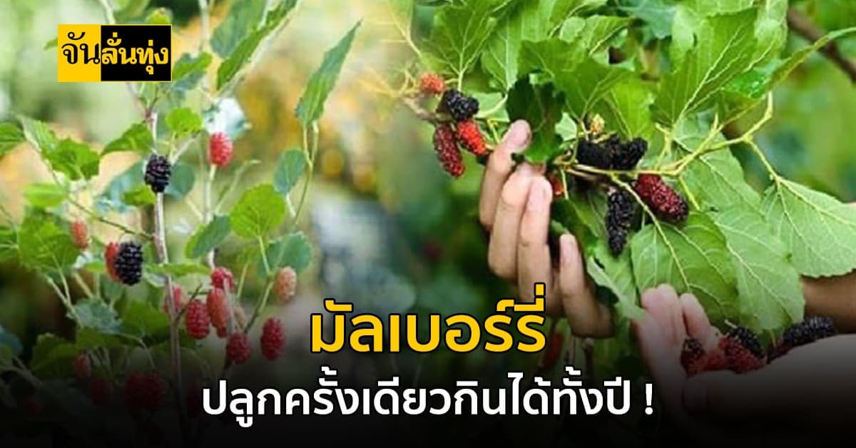 เคล็ดลับปลูกมัลเบอร์รี่ครั้งเดียว เก็บผลกินได้ตลอดปี