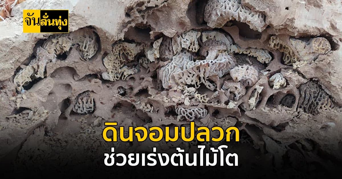 รู้ก่อนไถ?  ดินจอมปลวก ช่วยเร่งให้ต้นไม้โตได้เร็ว