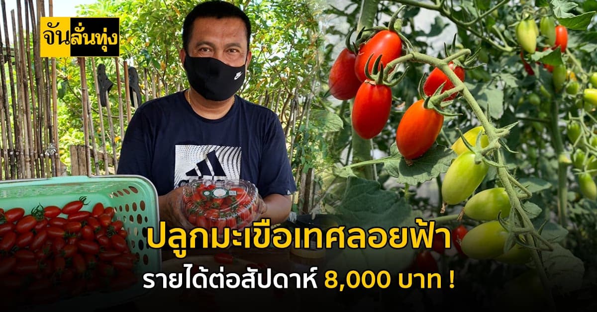 หนุ่มตรัง ปลูกมะเขือเทศ กินผลสดปลอดสาร สร้างรายได้ดี !