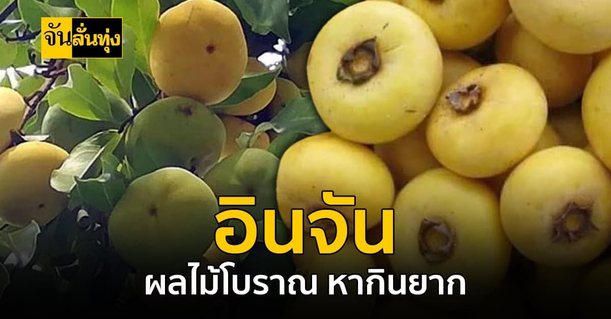 ต้นอินจัน ต้นไม้แห่งโชคลาภ ผลไม้โบราณ ที่เริ่มหากินยาก