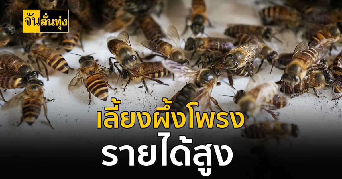 อาชีพเลี้ยงผึ้งโพรง ลงทุนน้อย ขายได้ราคาสูงและเป็นที่ต้องการของตลาด