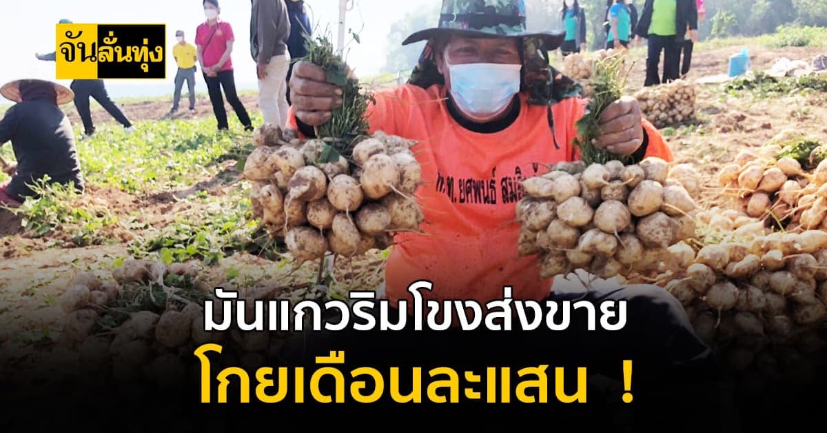 โกยเดือนละแสน ! เกษตรกรริมโขง เร่งเก็บมันแกวส่งขาย สู้ภัยโควิด