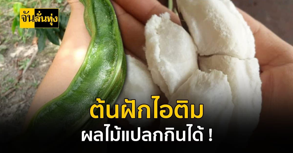 ไอศกรีมฝัก ของแปลกแต่อร่อย ! ติด 1 ใน 10 ผลไม้แปลกของโลก