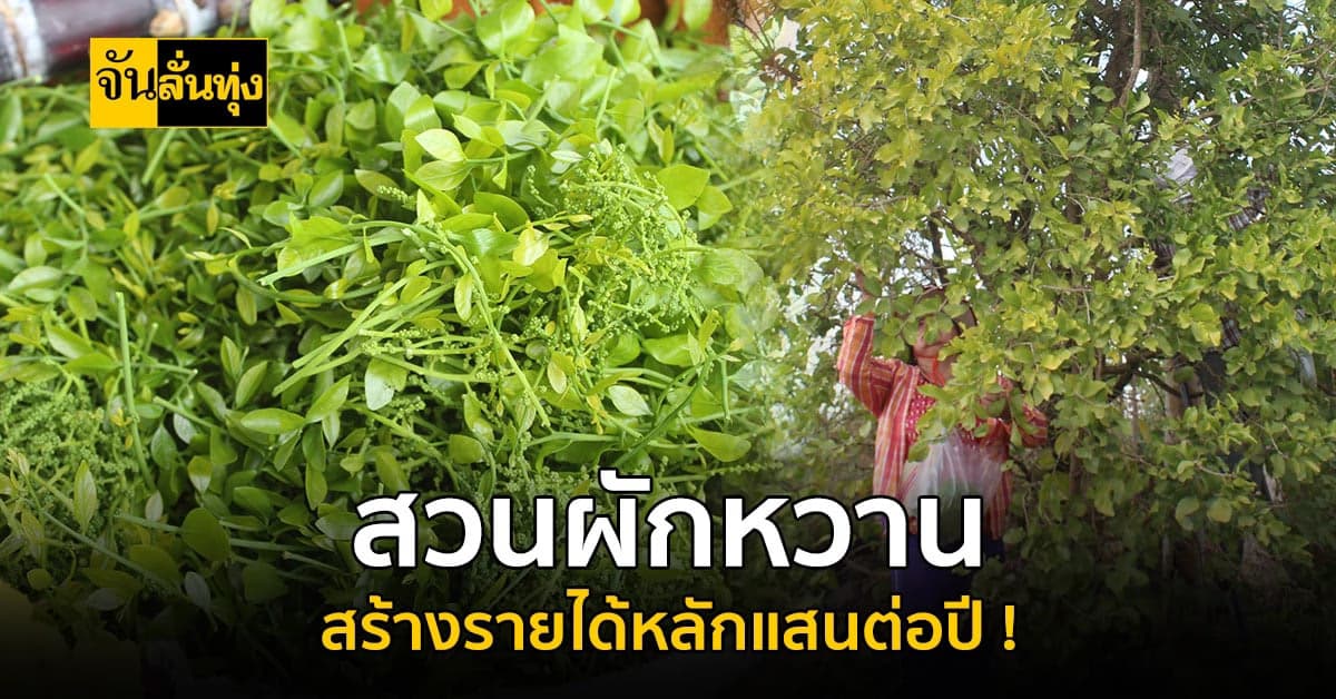 กำนันชาวโคราช ปลูกสวนผักหวาน สร้างรายได้หลักแสนต่อปี