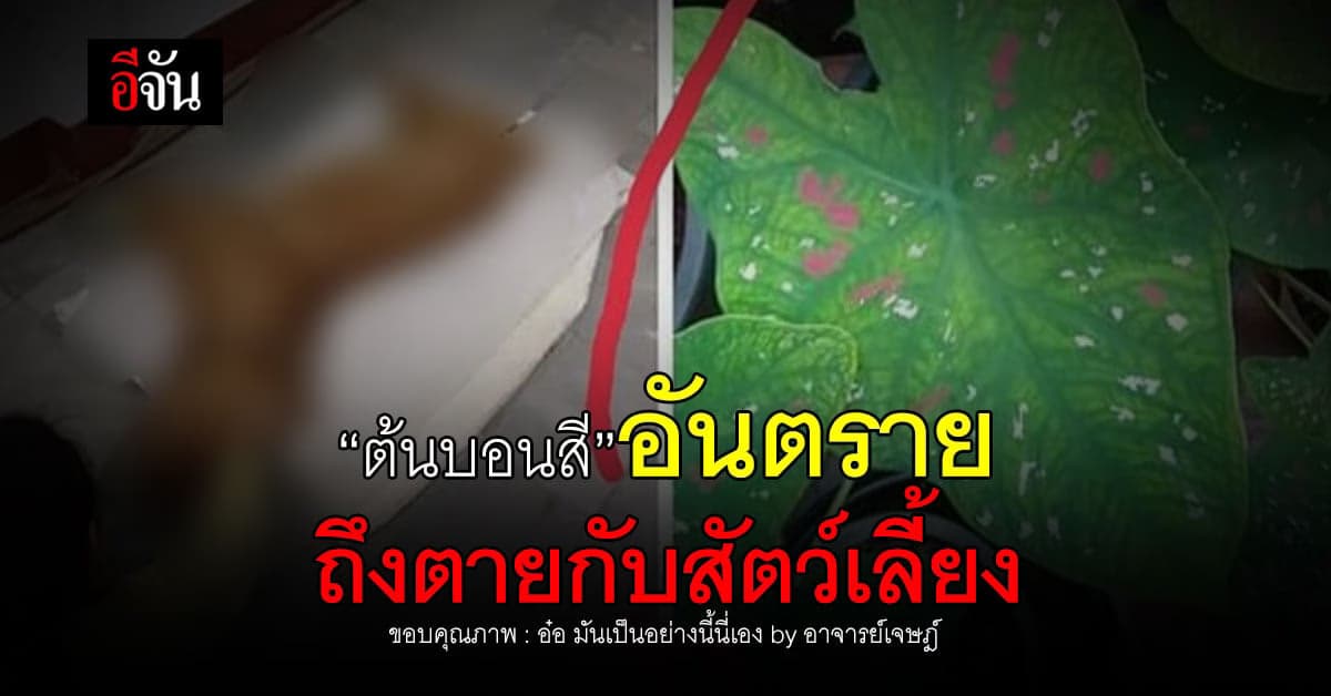 ระวัง! ต้นบอนสี อันตรายถึงตายกับสัตว์เลี้ยง ถึงตาย