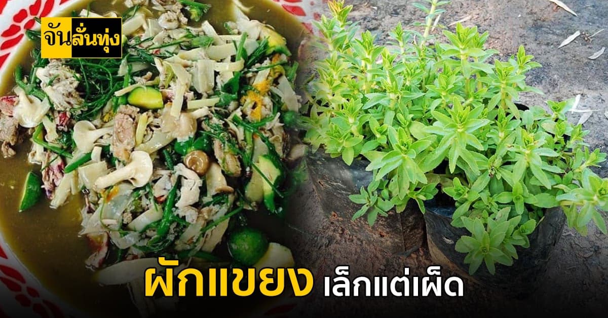 เก็บไว้ใส่ในต้ม แซ่บหลาย ผักแขยง ผักขนาดเล็ก แต่เผ็ด