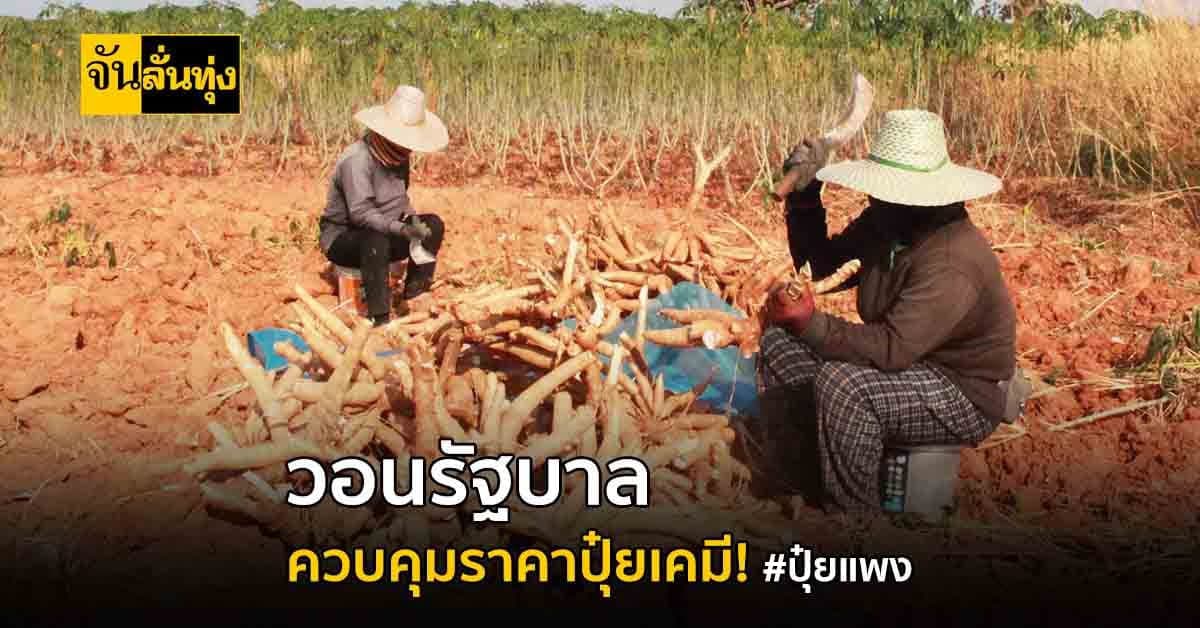 กาฬสินธุ์ เกษตรกรชาวไร่มัน โอด ปุ๋ยเคมีราคาแพง ผลผลิตต่ำเสี่ยงขาดทุน