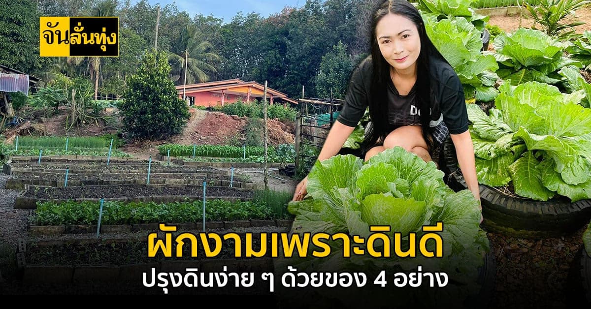 ปลูกผักสร้างรายได้ ด้วยพื้นที่หลังบ้าน