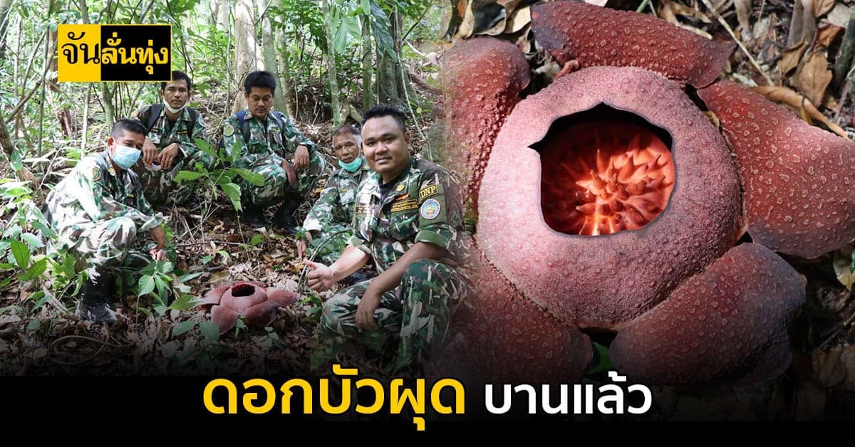 ออกมาอวดโฉมแล้ว! ดอกบัวผุด ดอกไม้ยักษ์ บานแล้วที่ สงขลา