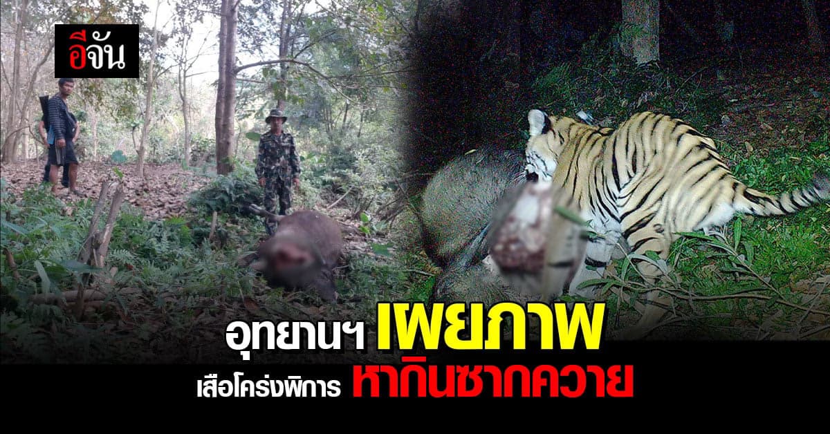 อุทยานแห่งชาติเขาแหลม เผยภาพ เสือโคร่งพิการ หากินซากควาย