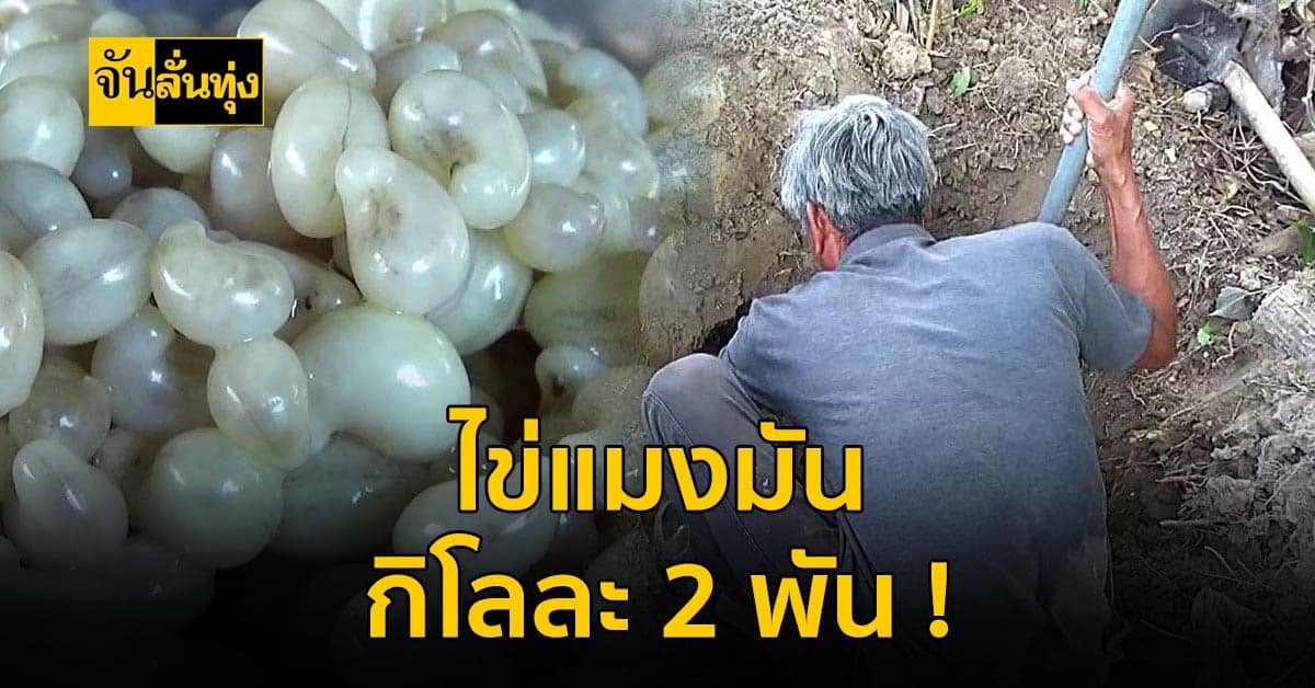 พะเยา ชาวบ้านออกหา ขุดไข่แมงมัน สร้างรายได้มากกว่า 2,000 บาทต่อวัน