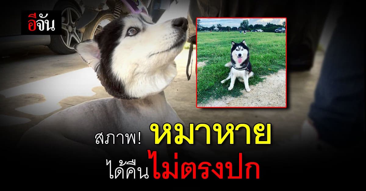 ตะลึง หมาหาย ออกจากบ้าน นาน 4 วัน เจอในสภาพจำแทบไม่ได้