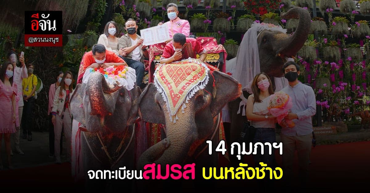 สวนนงนุช เล่นใหญ่ 14 กุมภาฯ วาเลนไทน์ จัดงาน จดทะเบียนสมรส บนหลังช้าง