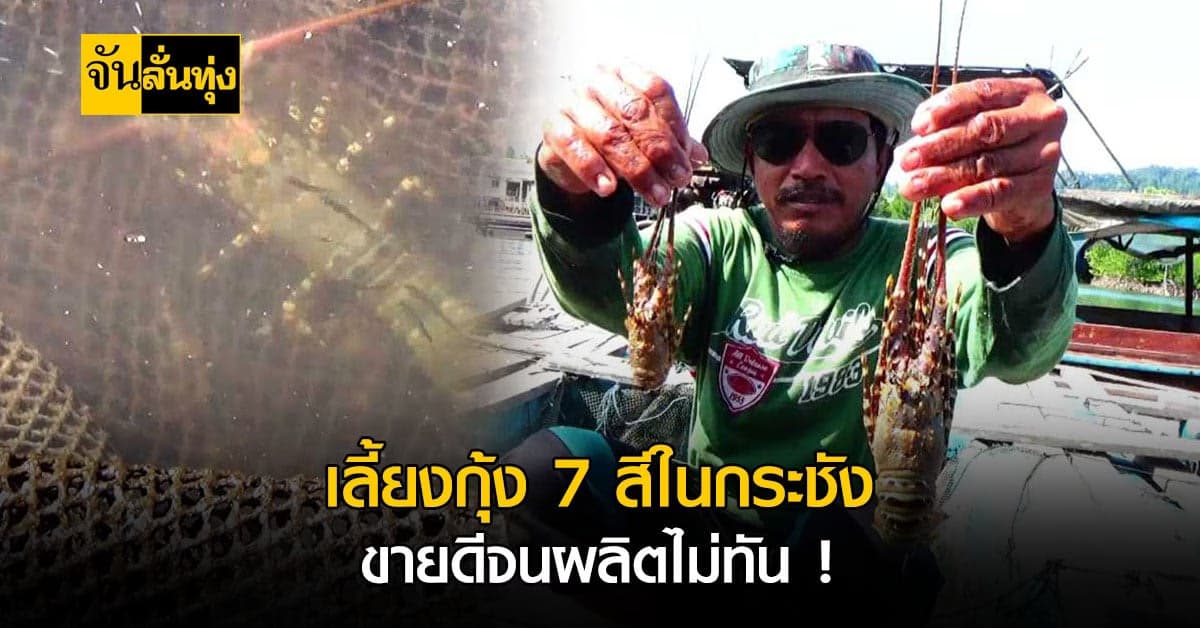 เกษตรกรตรัง เลี้ยงกุ้งมังกร 7 สี ขายดีจนไม่พอความต้องการลูกค้า !