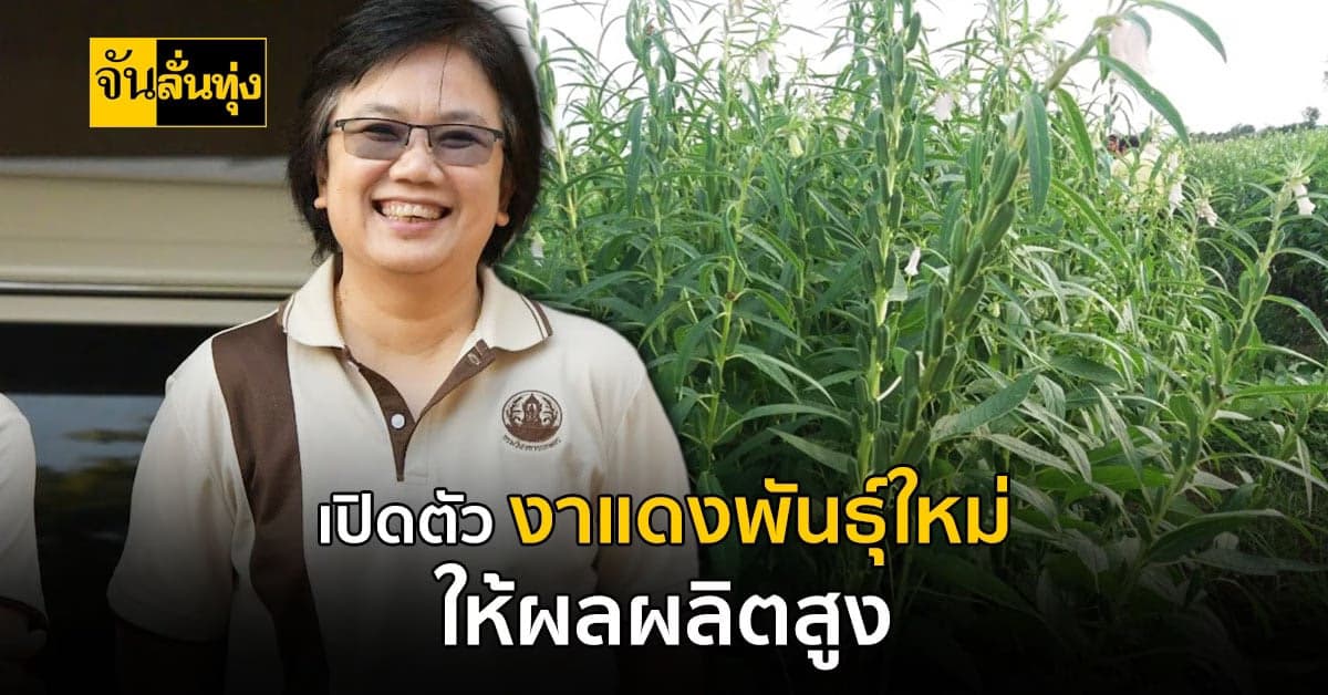 งาแดงพันธุ์ใหม่ ให้ได้ผลผลิตสูง ทนต่อแมลงศัตรูพืช