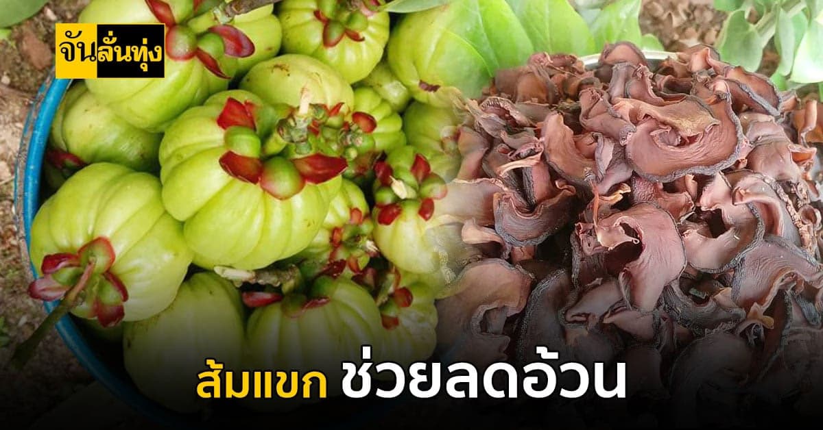 ไม่ได้มีดีแค่รสเปรี้ยว? รู้ไหมคะ ว่า ส้มแขก ช่วยลดความอ้วนได้ด้วย