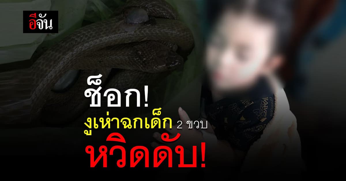 อุทาหรณ์ งูเห่า อยู่ใต้แผ่นปูน ฉกลูกชาย วัย 2 ขวบ