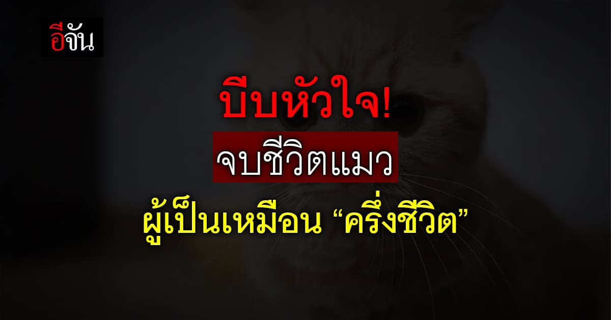 หนุ่ม เล่า นาที บีบหัวใจ! จบชีวิตแมว ผู้เป็นเหมือน “ครึ่งชีวิต”