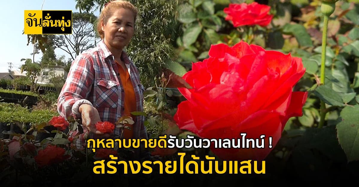 เกษตรกรผู้ปลูกกุหลาบ ยิ้มรับ ! ออเดอร์กุหลาบขายออกนับหมื่นต้น