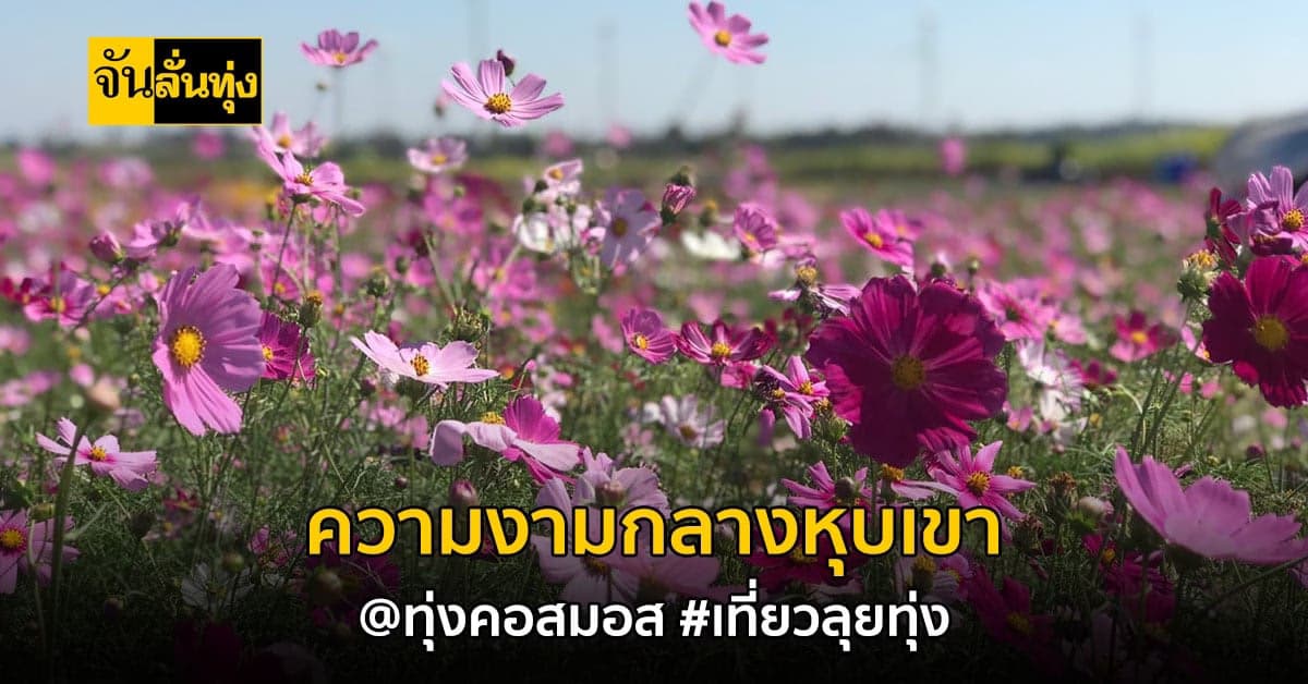 #เที่ยวลุยทุ่ง ชวนไปดู ทุ่งคอสมอส มหัศจรรย์ความสวยงามกลางหุบเขา