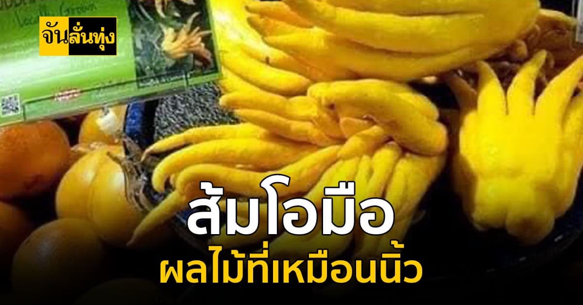 ส้มโอมือ ผลไม้สำคัญในการทำ ยาดม