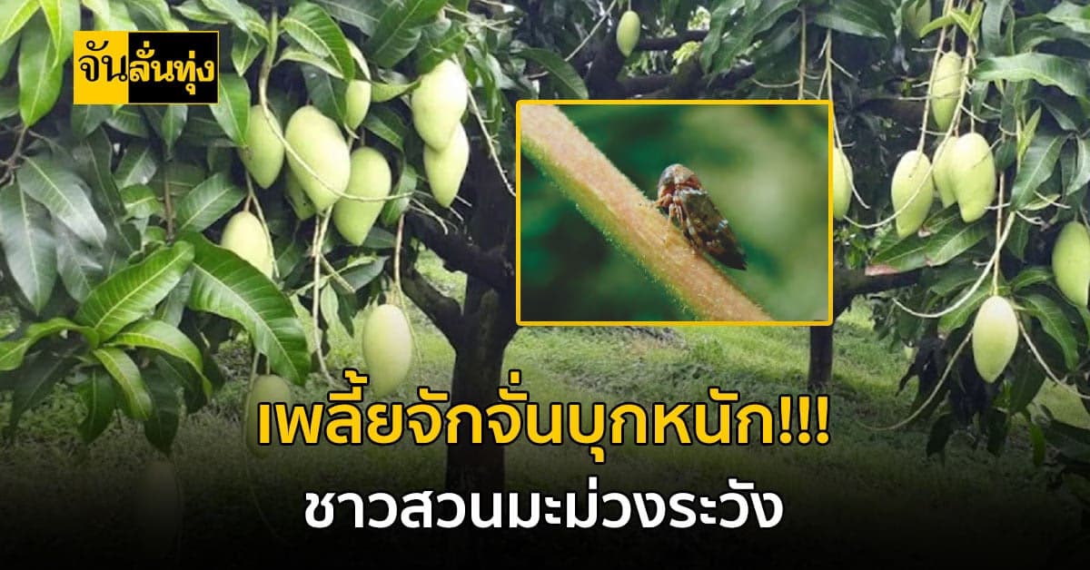 เตือน! ชาวสวนมะม่วงในระยะแทงช่อดอก – พัฒนาผล รับมือเพลี้ยจักจั่นมะม่วง