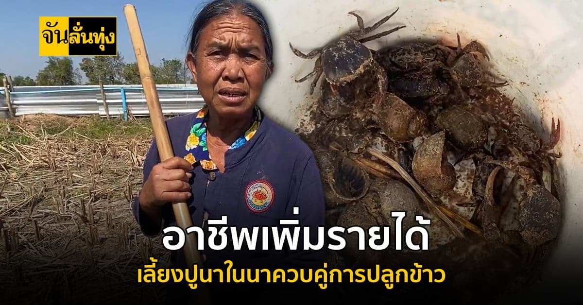 สุดยอดไอเดีย จากเกษตรกร ! เลี้ยงปูนา ในนาข้าวควบคู่กับการปลูกข้าว