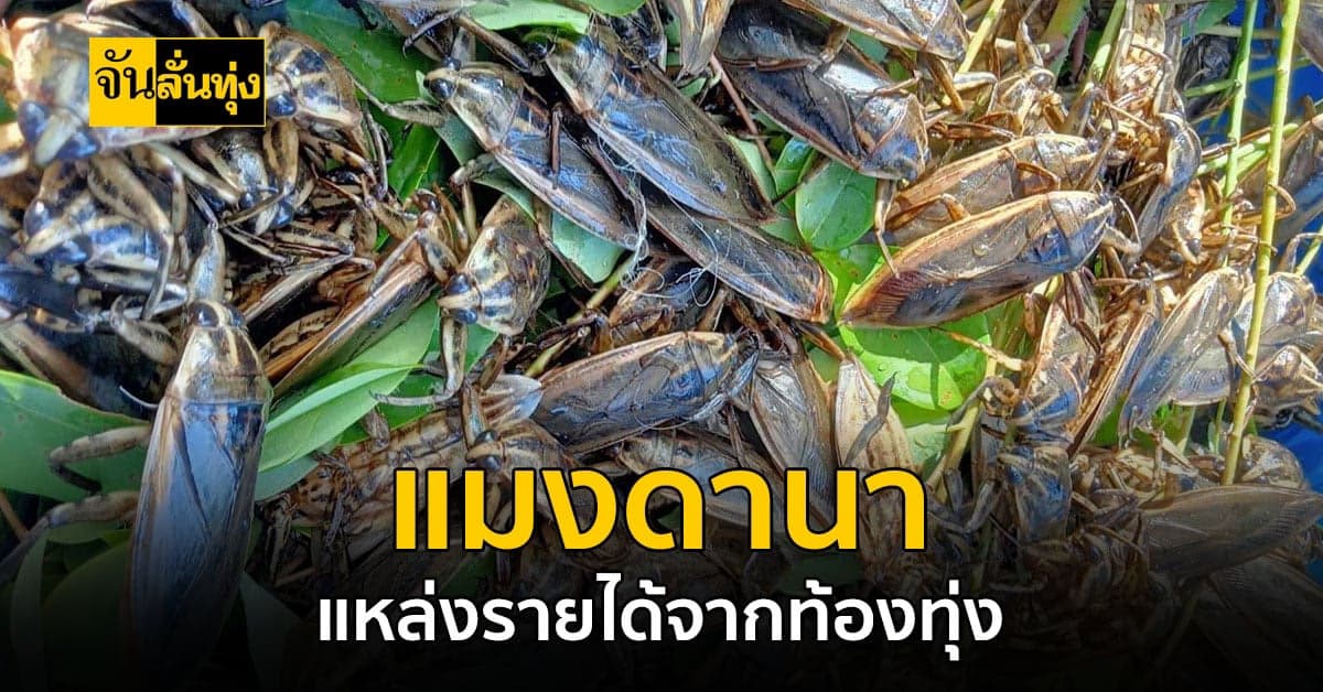 สัตว์เศรษฐกิจ ตัวใหม่ แมงดานา แหล่งรายได้จากท้องทุ่ง