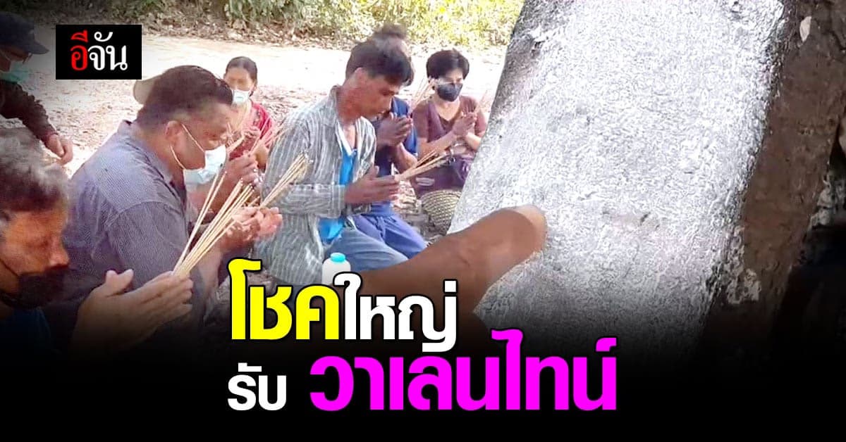 เลขโผล่ ต้นโพธิ์กะเหรี่ยง อายุเกือบ 300 ปี เชื่อ โชคใหญ่ รับวาเลนไทน์