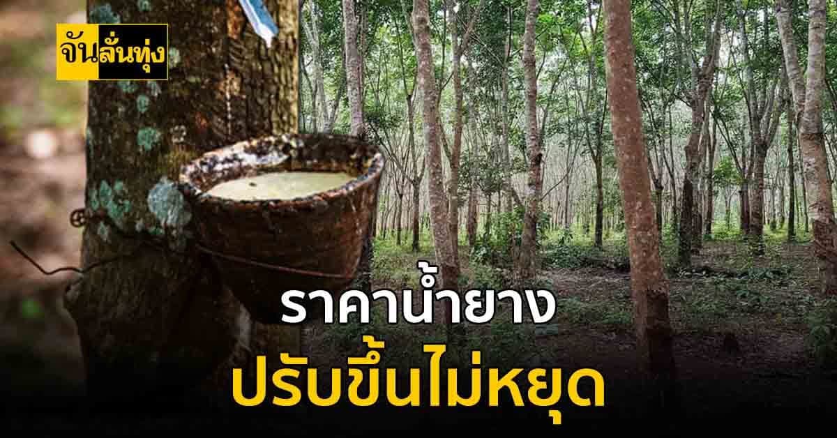 ชาวสวนดีใจได้ไม่สุด? ราคาน้ำยาง ปรับขึ้น แต่ไม่มีน้ำยางขาย