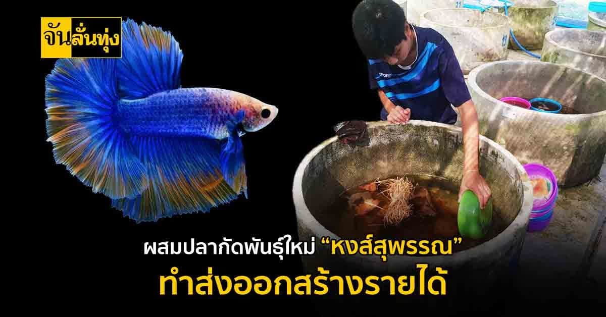 วิทยาลัยเกษตรและเทคโนโลยีสุพรรณบุรีผสมปลากัด พันธุ์ใหม่ชื่อ หงส์สุพรรณ