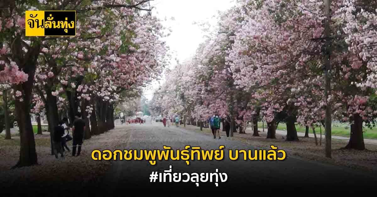 ดอกชมพูพันธุ์ทิพย์ จ.นครปฐม บานสะพรั่ง สีชมพู หวานทั้ง ม.เกษตรฯ