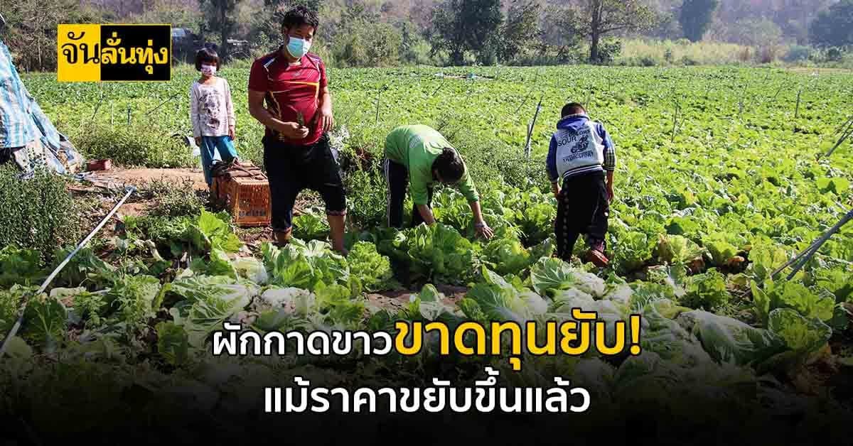 ผักกาดขาวยังขาดทุนย่อยยับ ! แม้ราคาจะขยับขึ้นแล้วก็ตาม