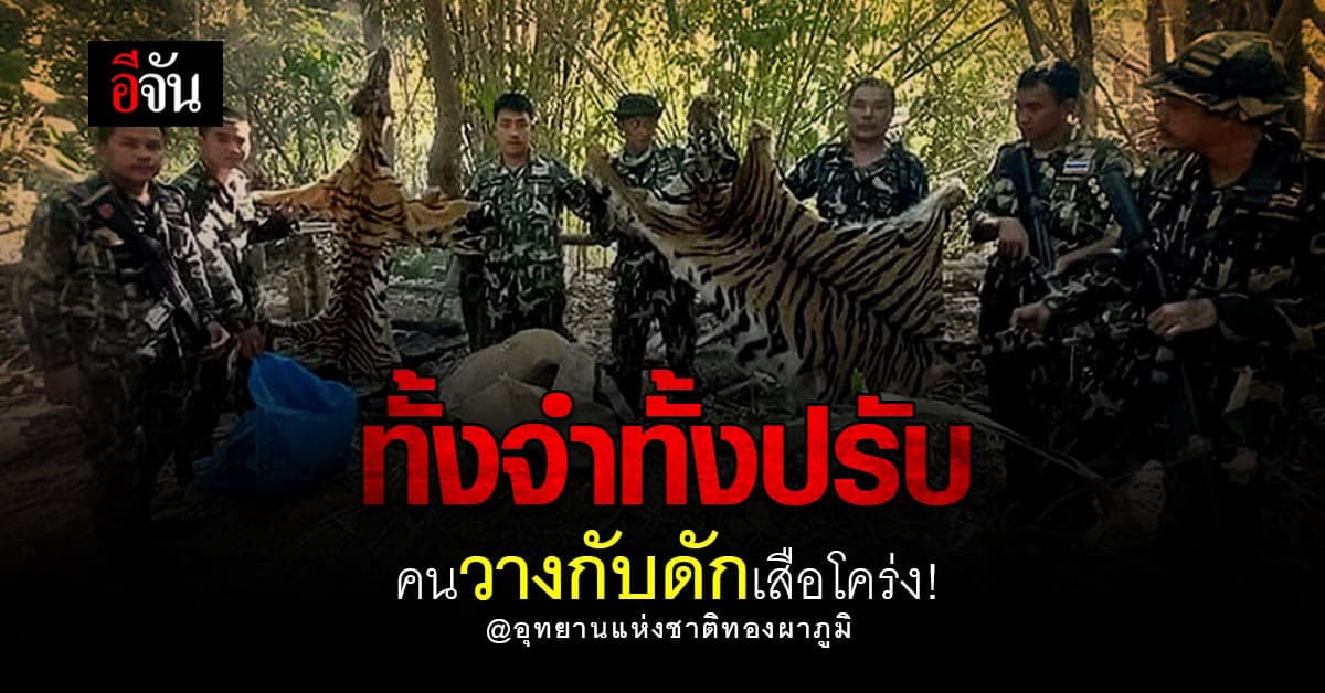 อุทยานแห่งชาติ ทองผาภูมิ แจ้งจับ คนลักลอบ วางกับดัก เสือโคร่ง !