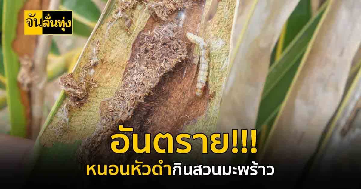 เตือนผู้ปลูกมะพร้าวในระยะยังไม่ให้ผลผลิต เตรียมรับมือหนอนหัวดำมะพร้าว