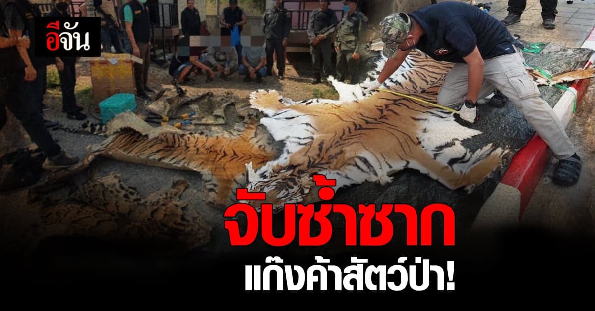 เหยี่ยวดง รวบแก๊ง ค้าสัตว์ป่าข้ามชาติ ยึด ซากเสือโคร่ง