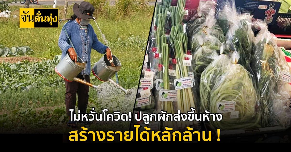 โควิดทำอะไรไม่ได้ ! ชาวบ้านปลูกผักส่งขึ้นห้าง สร้างรายได้หลักล้าน