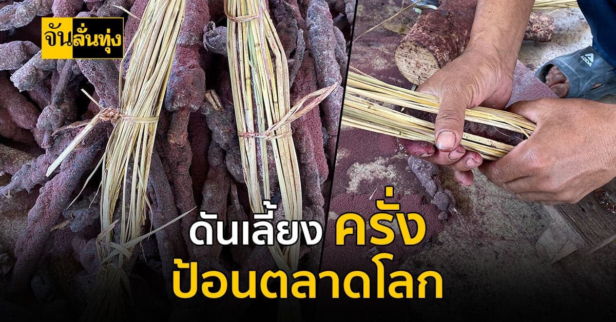 กรมส่งเสริมการเกษตร ดันให้เลี้ยง ครั่ง เพื่อป้อนตลาดโลก !