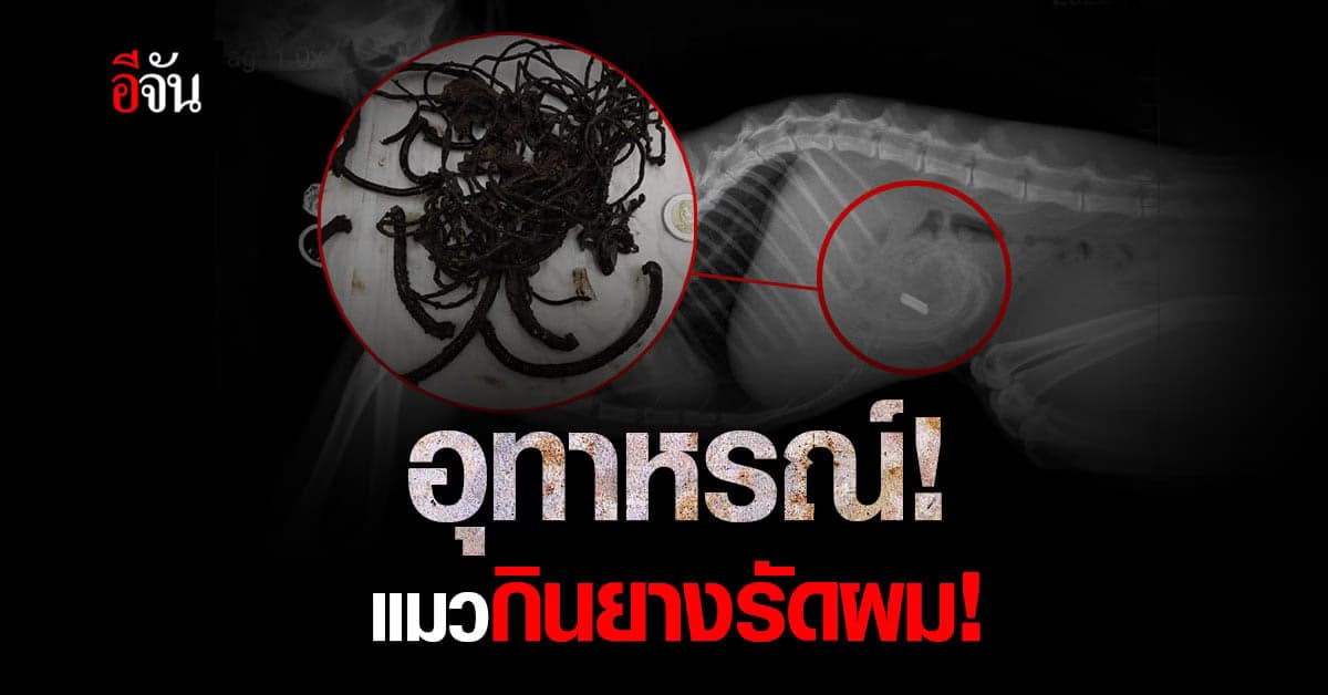 อุทาหรณ์! คนเลี้ยงสัตว์ แมวกินยางรัดผม ก้อนใหญ่!
