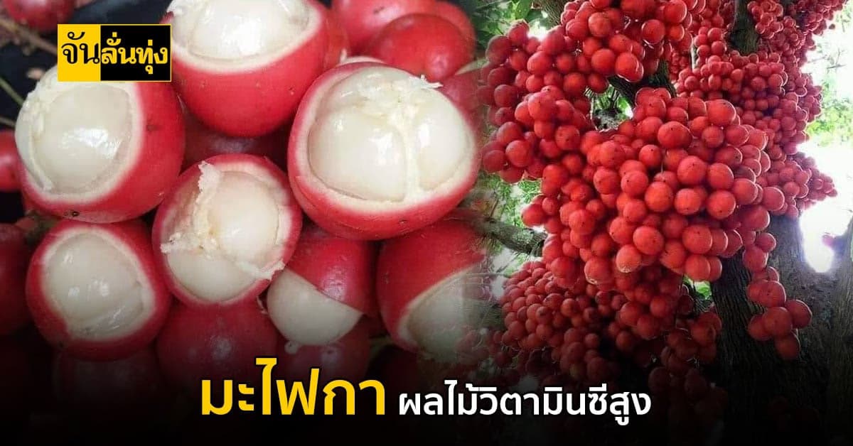 ผลไม้ป่า สรรพคุณสุดเริ่ด! มะไฟกา ผลไม้มี วิตามินซี สูง