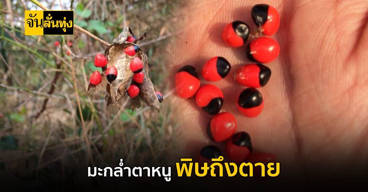 ใครบอกว่าไม้ป่าไม่มีพิษ? จันลั่นทุ่ง พาไปดู  มะกล่ำตาหนู พิษร้ายถึงตาย