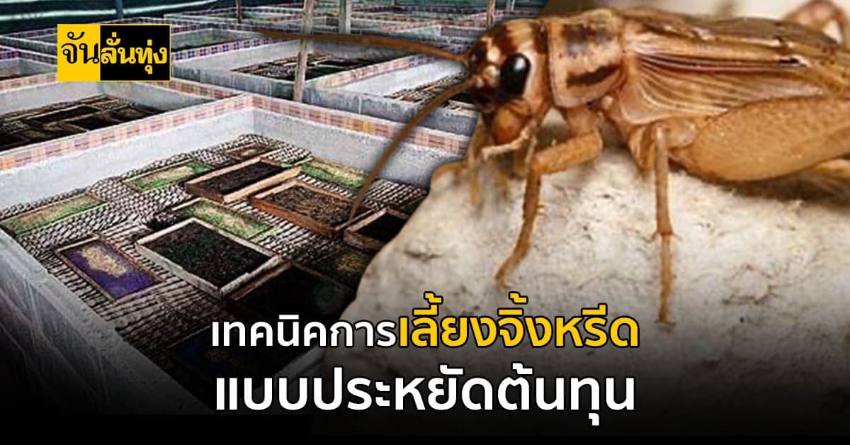 แนะนำเทคนิคการ เลี้ยงจิ้งหรีด แบบประหยัดต้นทุน