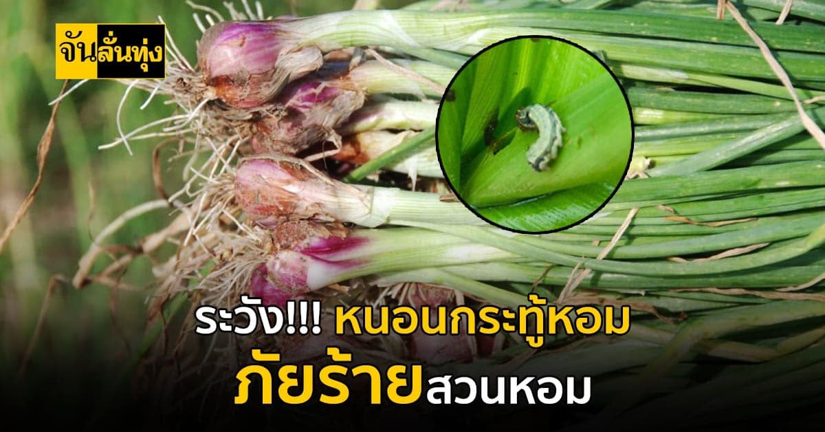 สภาพอากาศแบบนี้ต้องระวัง หนอนกระทู้หอม ระบาด!!!หนัก