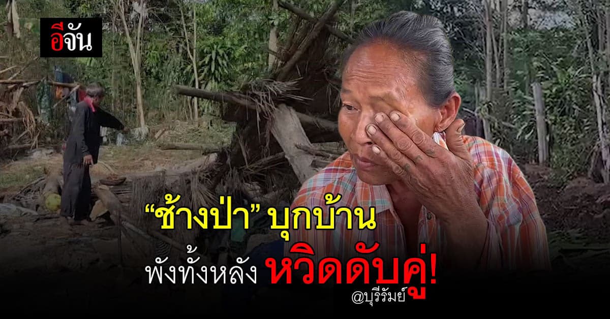 ช้างป่า บุรีรัมย์ ใช้งวงฟาดบ้าน พังทั้งหลัง เจ้าของบ้าน หวิดดับ !